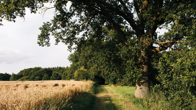 Feldweg am Waldrand Kornfeld alte Bäume im Sommer